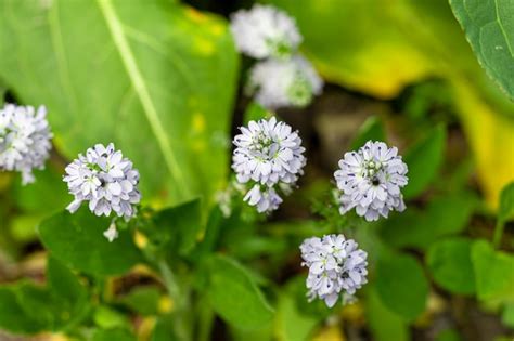 Floraci N Primaveral En Jardines Y Bosques Peon As De Rboles Flores