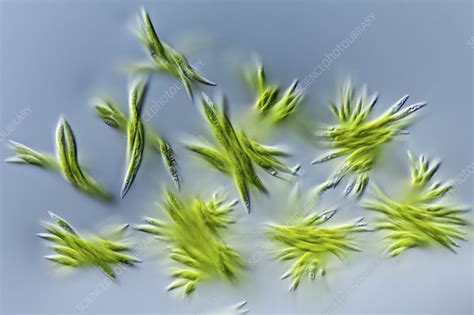 Ankistrodesmus sp. green algae, LM - Stock Image - C046/0810 - Science ...