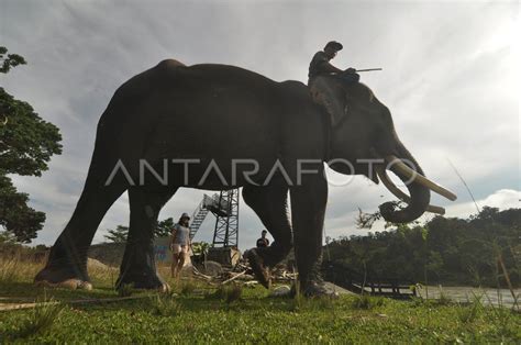 KONSERVASI GAJAH DI TAMAN WISATA ALAM SEBLAT ANTARA Foto