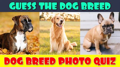Guess These Dog Breeds Animal Quiz Can You Name These