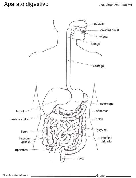 Esquema Del Aparato Digestivo