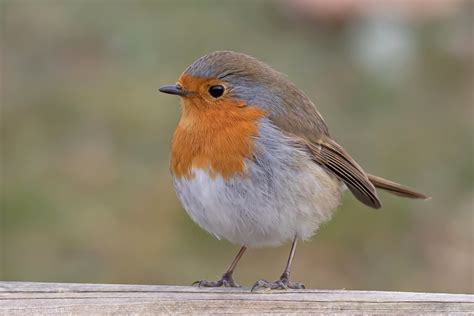 Rougegorge Familier European Robin Erithacus Rubecula Flickr