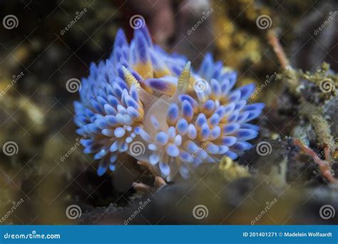 Gas Flame Bonisa Nakaza Large And Beautiful Nudibranch Royalty Free