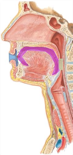 Head And Neck II Flashcards Quizlet