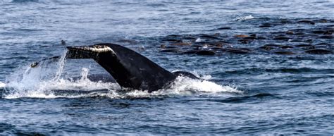 Gray Whale Migration on Monterey Bay - Sea Goddess Whale Watching