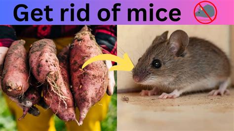 How To Get Rid Of Mouse Rats Permanently In A Natural Way Get Rid Of