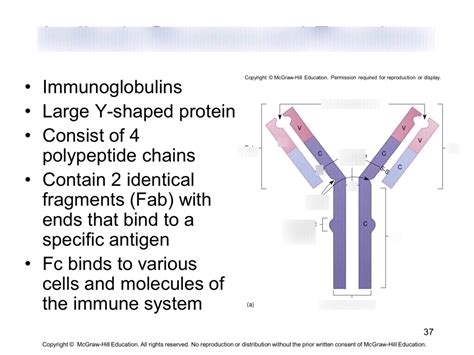 Antibody Structure And Function Diagram Quizlet