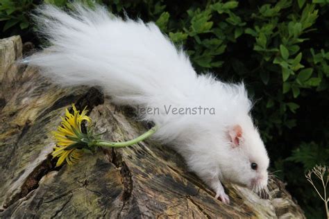 Syrian Hamster Syrische Hamster Goudhamster White Black Eyed