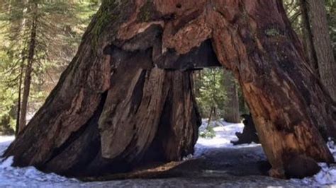 Iconic sequoia tree, famous for tunnel, is toppled by storm | krem.com