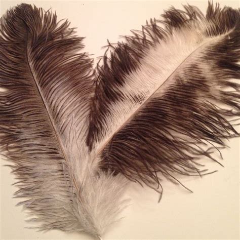 Natural Ostrich Feather By Tiffany Anderson Group Pty Ltd Natural