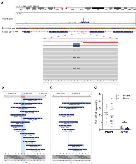 A Blast Specific Mutation In Cd19 Intron 2 Affects Rbp Binding