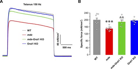 Sustained Tetanic Force Measurements In Intact Edl Muscles A