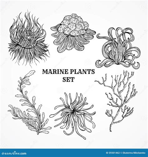 Colecci N De Plantas De Hojas Y De Alga Marina Marinas Ilustraci N Del