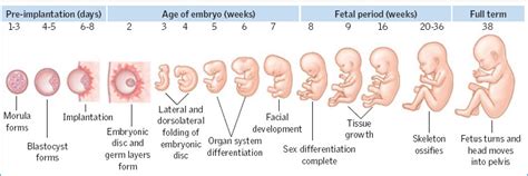 Tssarahs Remarkable Nine Month Pregnancy Journey Is Revealed Through