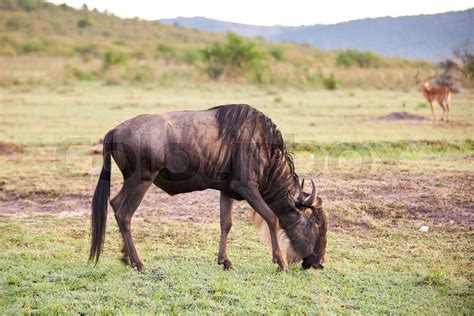 Wildebeest On Savannah Stock Image Colourbox