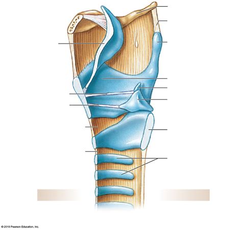 Posterior And Sagittal View Of The Larynx Diagram Quizlet The Best