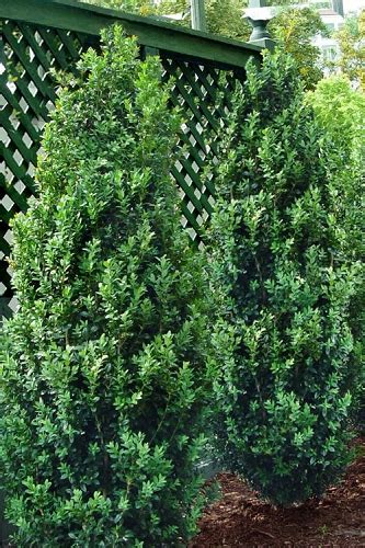 Buy The Best Varieties Of Boxwood Shrubs For Sale Online From Wilson