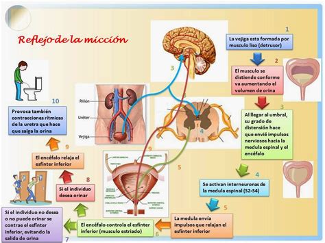 Blog De Fisiología Básica De Rogelio Eduardo Enriquez Lopez Reflejo De La Miccion