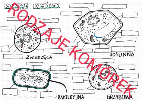 Rodzaje komórek budowa Złoty nauczyciel