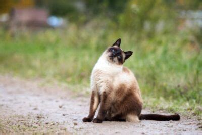 Síndrome vestibular en gatos zooplus Magazine