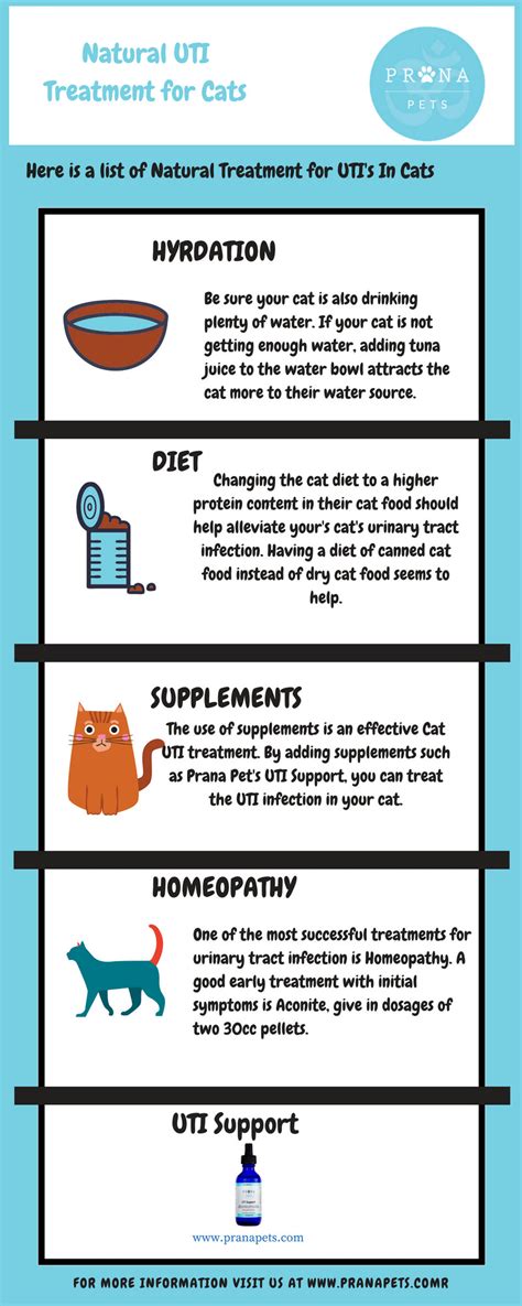 Home Remedies for UTI in Cats – PranaPets.com – Prana Pets