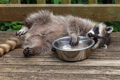 28 Cute Raccoon Pics You Need In Your Life Readers Digest