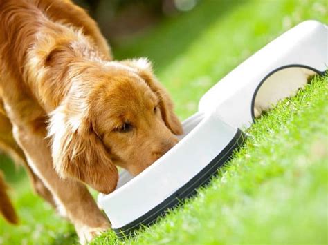 How Much Should I Feed My Golden Retriever Puppy? [Food Chart and ...