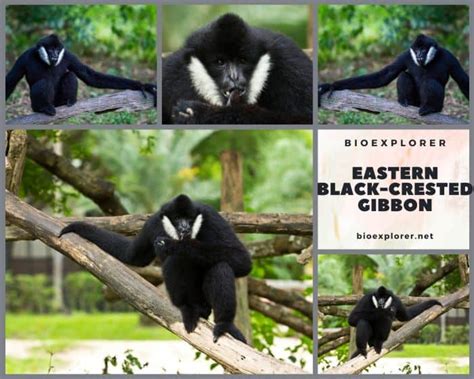 Eastern Black-Crested Gibbon Characteristics | Nomascus Nasutus Facts