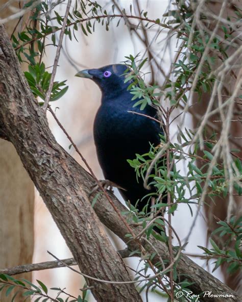 Bowerbirds Catbirds Australasian Babblers Ray Plowman