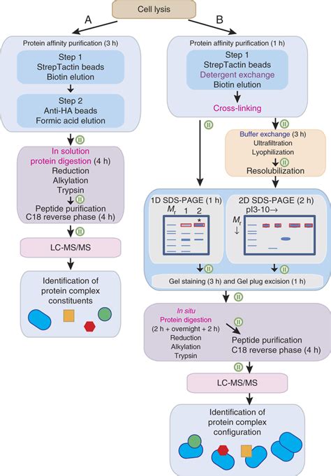 Cell Lysis Buffer Recipe Protein Purification | Besto Blog