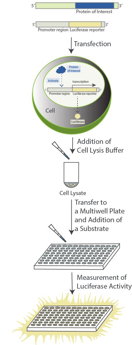 A Deep Dive Into The Luciferase Assay What It Is How It Works And