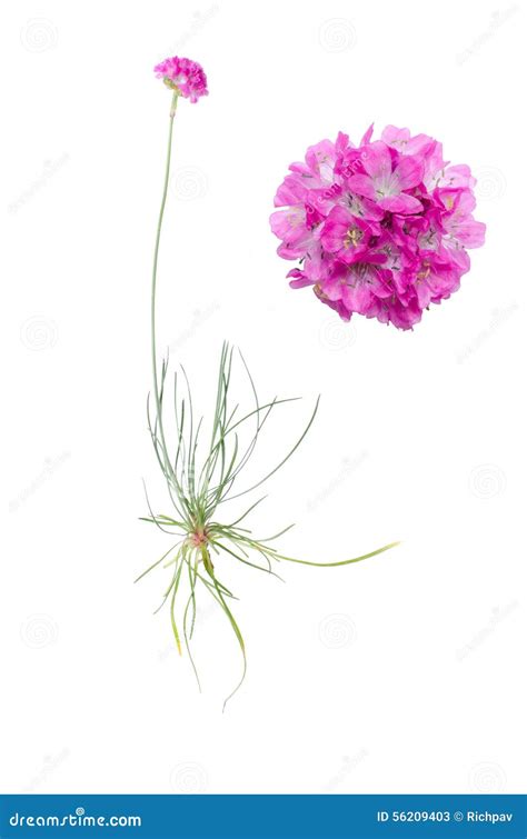 Armeria Maritima Stock Illustrations 3 Armeria Maritima Stock