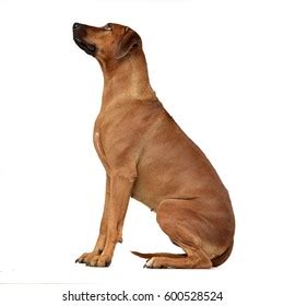 Side View Sitting Dog Images, Stock Photos & Vectors | Shutterstock