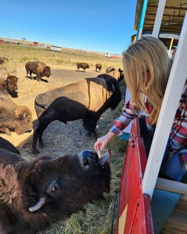 Bison Train Tours | Terry Bison Ranch Resort