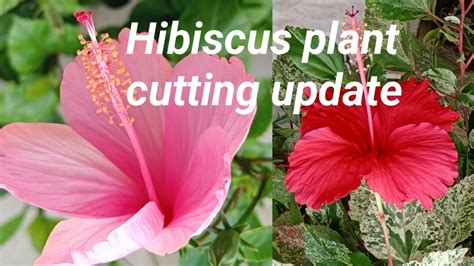 Hibiscus Plant Cutting UpdateHow To Report Hibiscus Flowers PlantVery