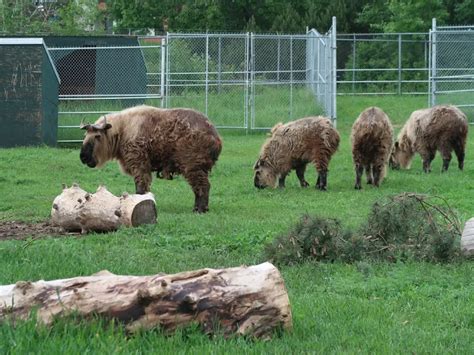 Edmonton Valley Zoo (Edmonton) - Visitor Information & Reviews