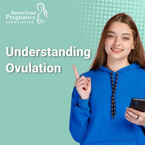 Understanding Ovulation American Pregnancy Association