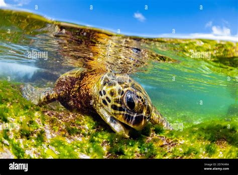 Green Sea Turtle Eating Algae