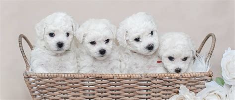 Home Bichon Frise Puppies For Sale In Arizona