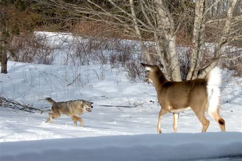 Why Hunt Coyotes Answered