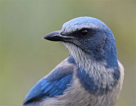 Blue Birds In Florida Top 12 Most Common With Pictures