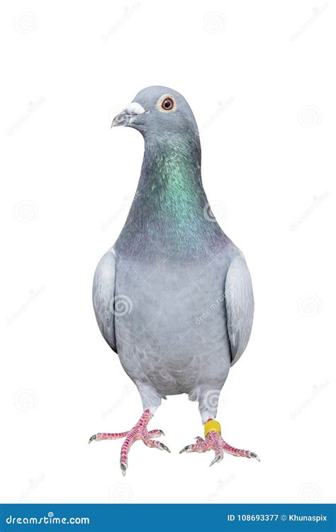 Full Body Of Speed Racing Pigeon Bird Isolated White Background Stock