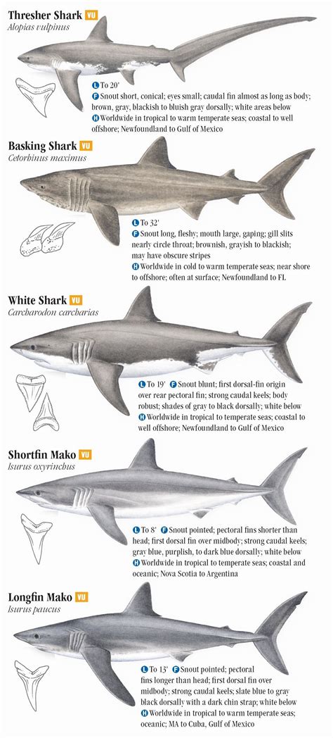 Small Sharks Species