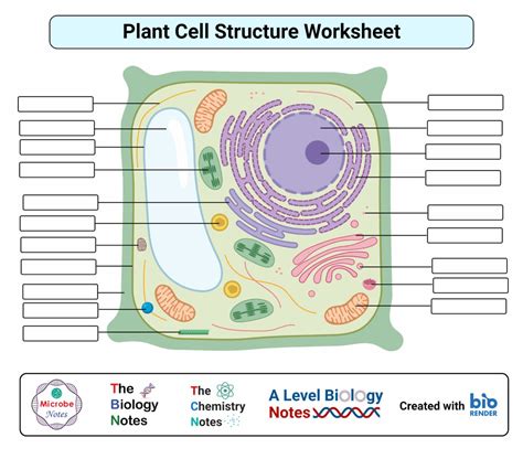 Plant Cells Worksheets