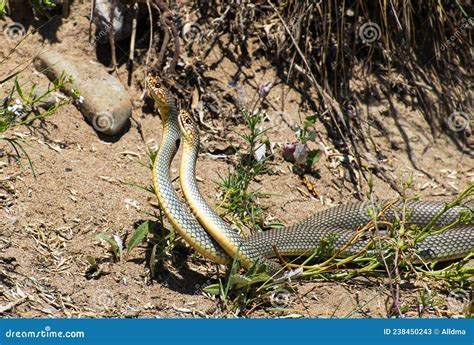 Serpiente Macho Y Hembra Con Vientre Amarilla Juegos De Apareamiento