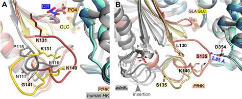 Structural Comparison With Hexokinases From H Sapiens And E Tenella