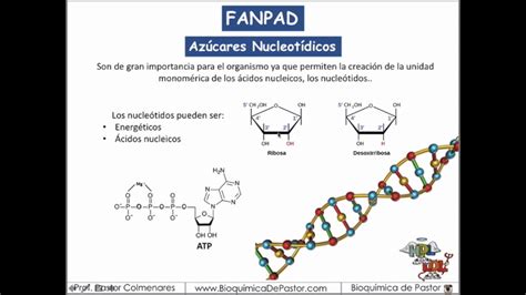 Tipos De Azúcares Carbohidratos Parte Xiii Youtube