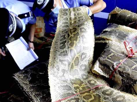 Cash to combat illegal poaching and trade of wildlife in developing