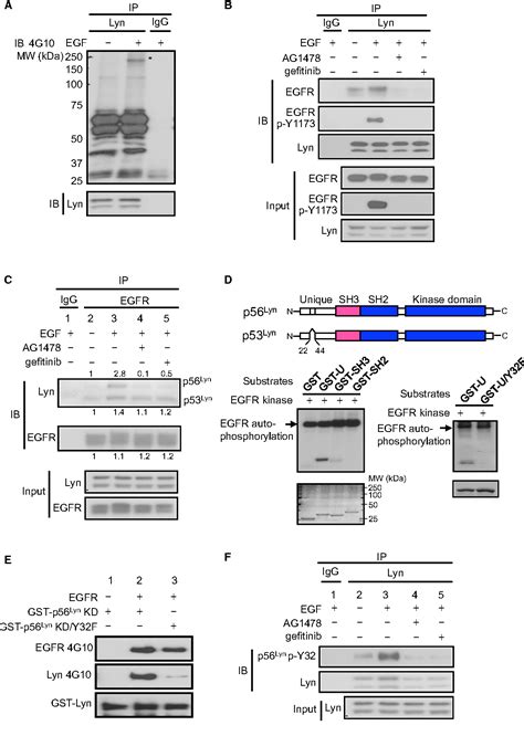 Figure 1 From Epidermal Growth Factor Receptor Potentiates MCM7