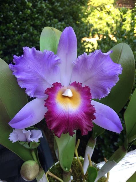 Imagenes De Orquideas Exoticas : La orquídea es la flor más bella del ...